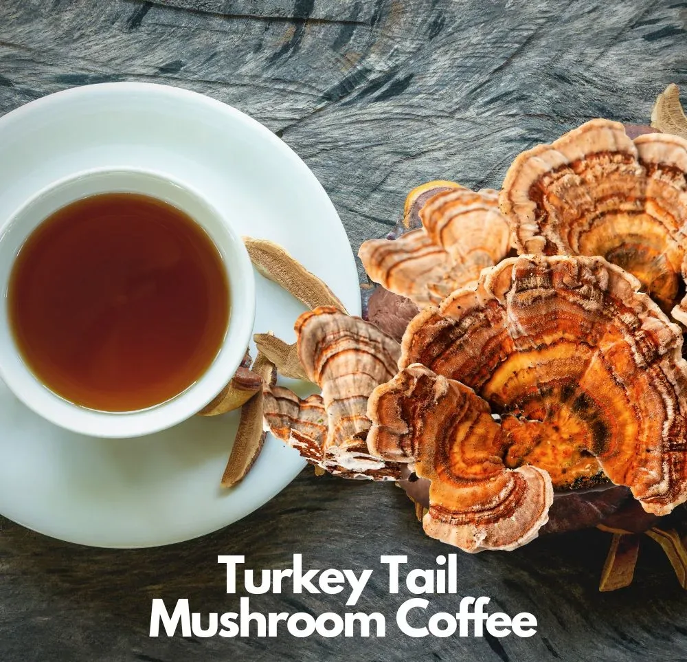 Turkey Tail Mushroom Coffee